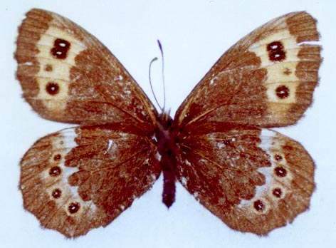 Erebia ligea eumonia, color image