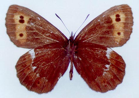 Erebia ligea eumonia, color image