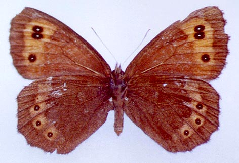 Erebia ligea kamensis, color image