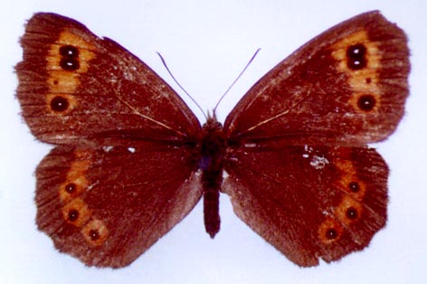 Erebia ligea kamensis, color image