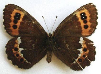 Erebia ligea rishirizana, female, color image