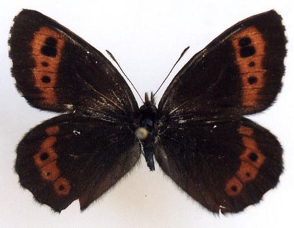 Erebia ligea rishirizana, male, color image