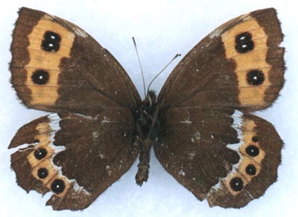 Erebia ligea, female, color image