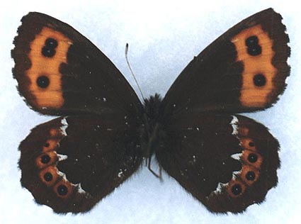 Erebia ligea takanonis, male, color image