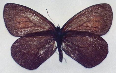 Erebia magdalena ola, paratype, color image