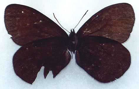 Erebia magdalena ola, holotype, color image