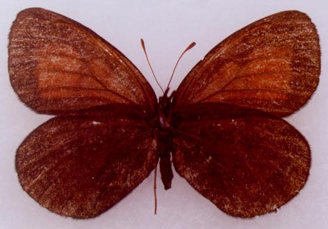 Erebia magdalena sachaensis, paratype female, color image