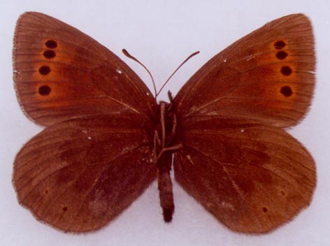 Erebia occulta jakuta, paratype female, color image