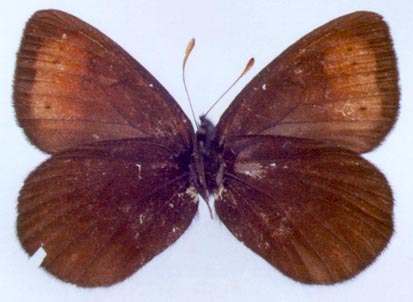 Erebia occulta sokhondinka, holotype, color image