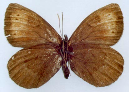 Erebia occulta sokhondinka, color image