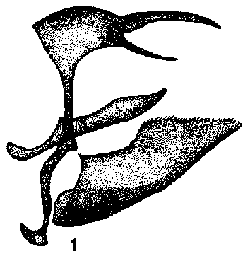 Erebia occulta udokanica, male genitalia