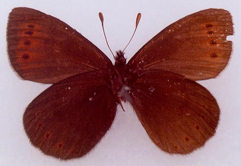 Erebia occulta udokanica, male paratype, color image