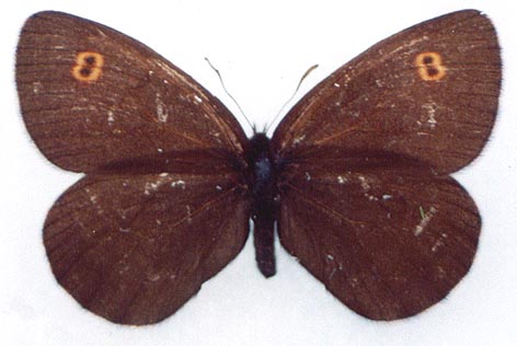 Erebia rossii subarctica, color image