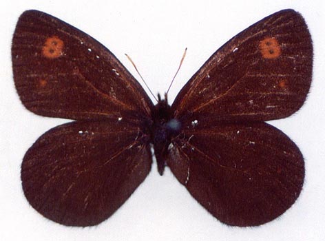 Erebia rosii subarctica, holotype, color image