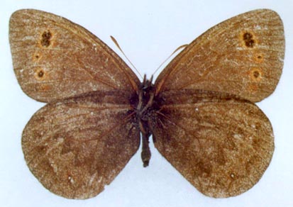 Erebia rossii subarctica, color image