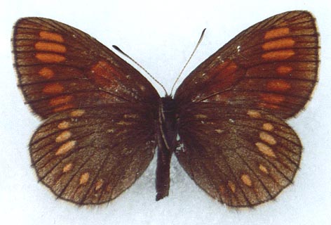 Erebia theano tshugunovi, color image