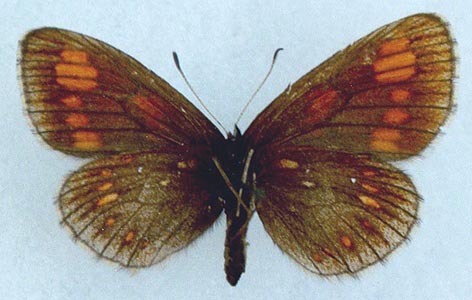 Erebia theano tshugunovi, color image