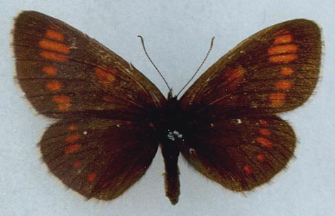 Erebia theano tshugunovi, color image