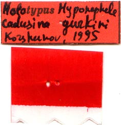 Holotype labels, color image