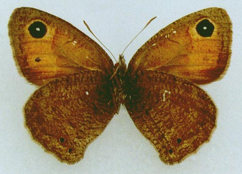 Hyponephele cadusina gurkini, color image