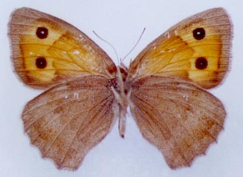 Hyponephele przhewalskyi, color image