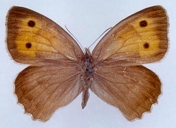 Hyponephele przhewalskyi, color image