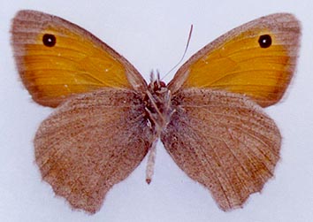 Hyponephele przhewalskyi, color image