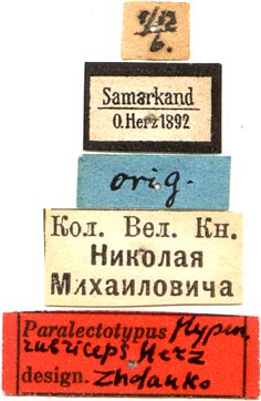 Paralectotype labels, color image