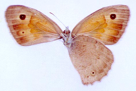 Hyponephele rubriceps rubriceps, color image