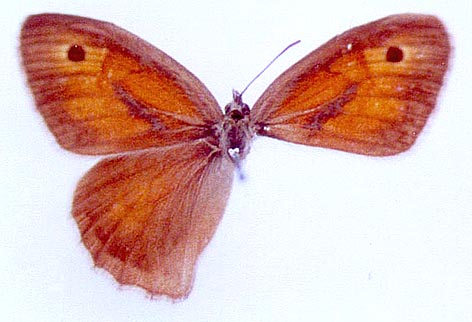 Hyponephele rubriceps rubriceps, color image