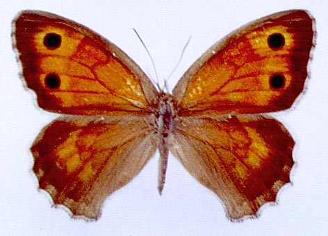 Hyponephele toharica karakongrada, color image