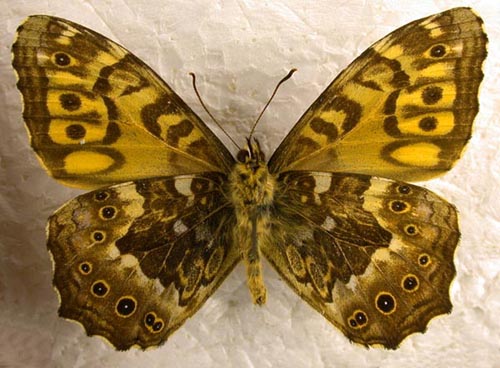 Neope niphonica, color image