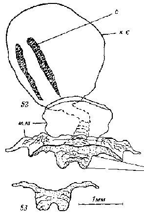 Oeneis aktashi, female genitalia