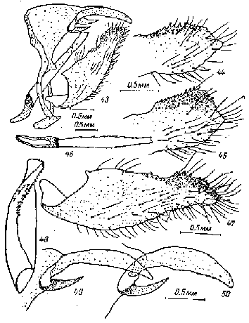 Oeneis aktashi, male genitalia