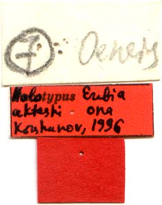 Holotype labels, color image