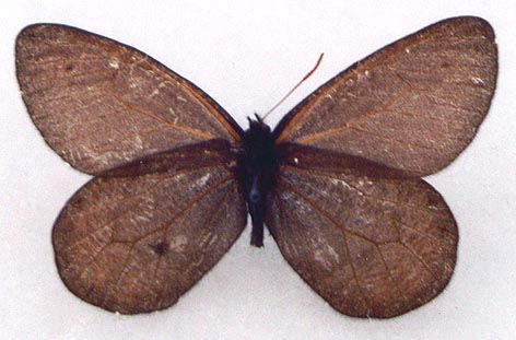 Oeneis aktashi sarala, holotype, color image