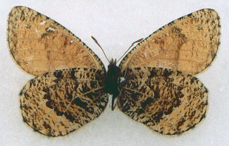 Oeneis alpina, color image