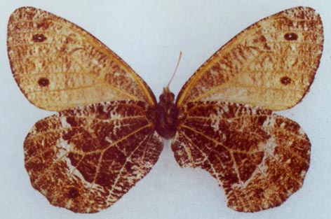 Oeneis ammosovi, female, color image