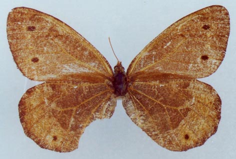 Oeneis ammosovi, female, color image