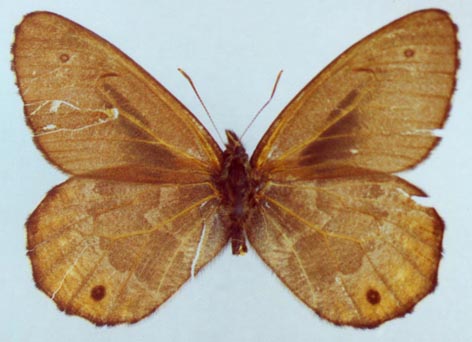 Oeneis ammosovi, holotype, color image