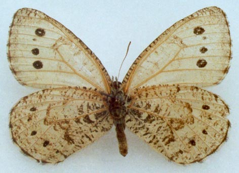 Oeneis diluta, color image