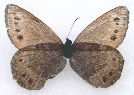 Oeneis magna judini, holotype, color image