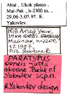 Female paratype labels, color image