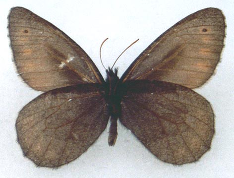 Oeneis jutta lukhtanovi, holotype, color image