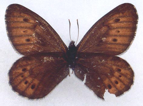 Oeneis nanna jakutski, holotype, color image