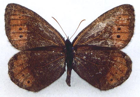 Oeneis patrushevae, holotype, color image