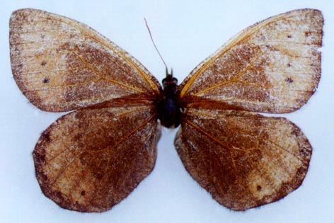 Oeneis patrushevae, color image