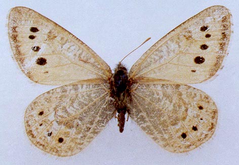 Oeneis sculda pseudosculda, color image