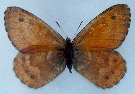 Oeneis sculda vadimi, holotype, color image