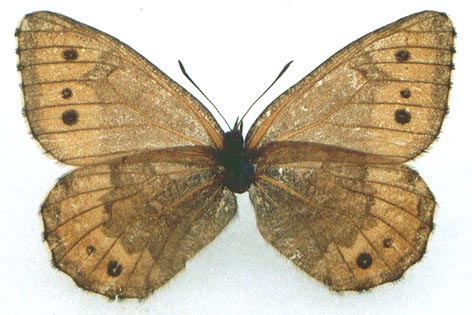 Oeneis shurmaki, halatype, color image